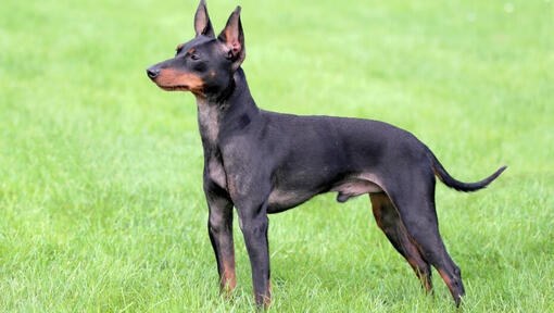 English Toy Terrier Black Tan Dog Breed Purina